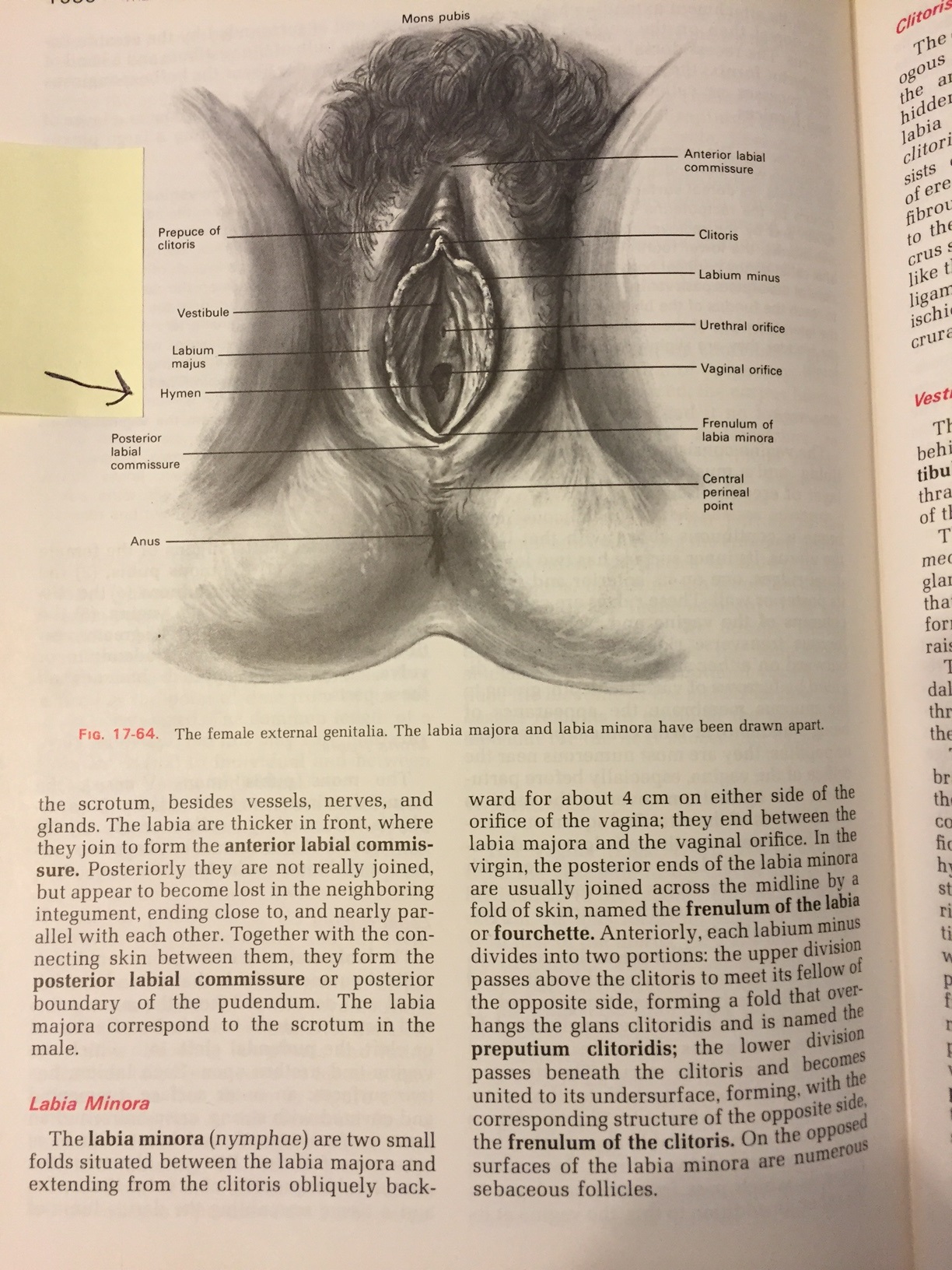 Virgin Anatomy Pic 57