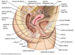 side view vagina hymen clitoris