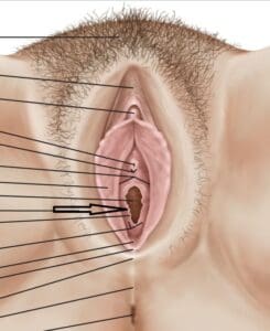 hymen picture britannica