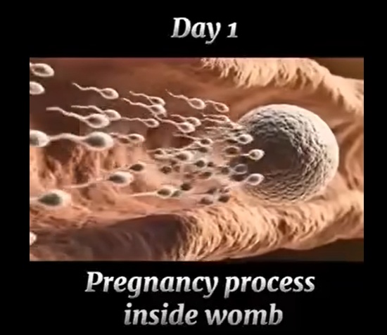 pregnancy process facebook reel 